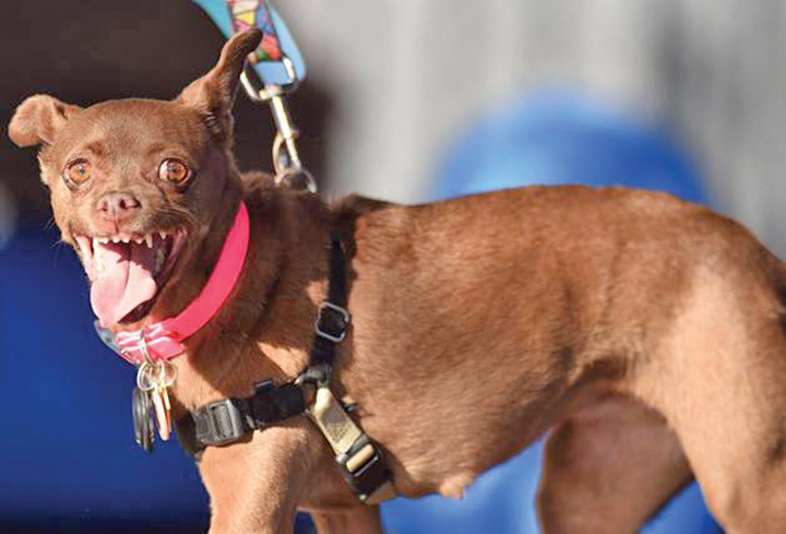 World's Ugliest Dog Competition - Ziarul National