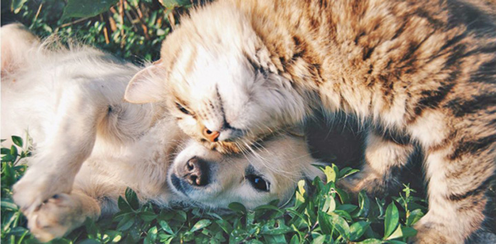 Si animalele de companie devin vegetariene
