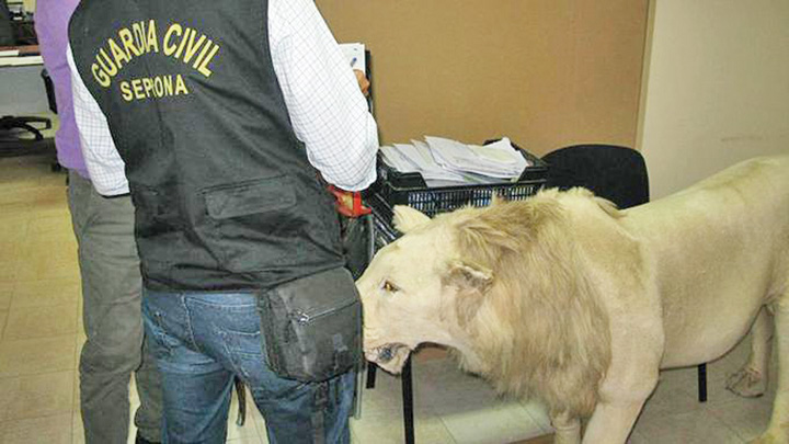 Trafic cu 30.000 de animale salbatice, destructurat de Interpol