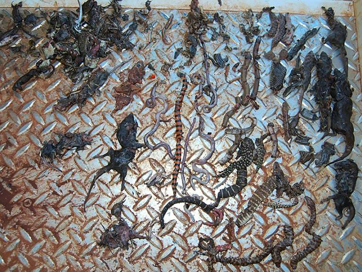 Australia: pisicile ucid 1 milion de reptile pe zi