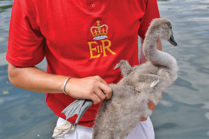 Officials record and examine cygnets and swans during the annual counting of the Queen's swans, known as 'Swan Upping', along the River Thames near Chertsey, Britain - Ziarul National