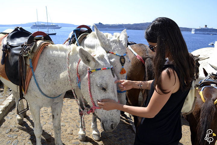 Magarii din Santorini vor fi protejati