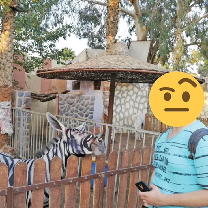 Magari pe post de zebre la zoo