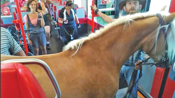 S-a urcat cu calul in tren