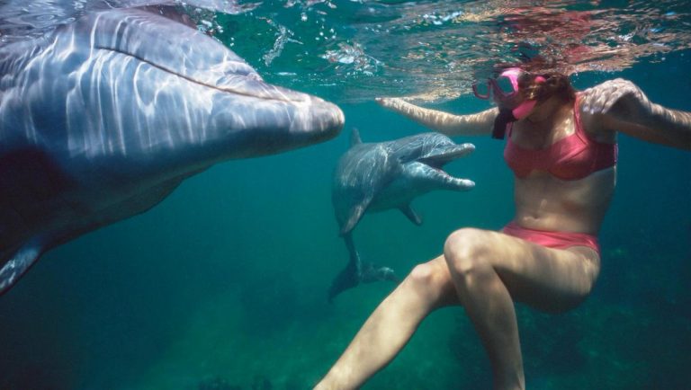 Delfin in calduri, scaldatul interzis !