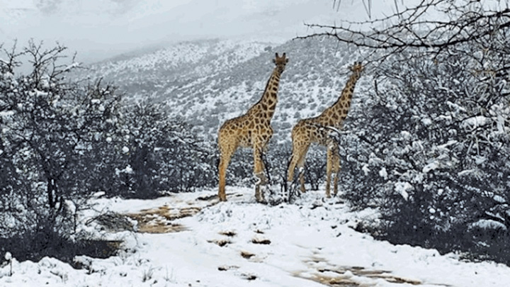 S-a sucit vremea: girafe in zapada