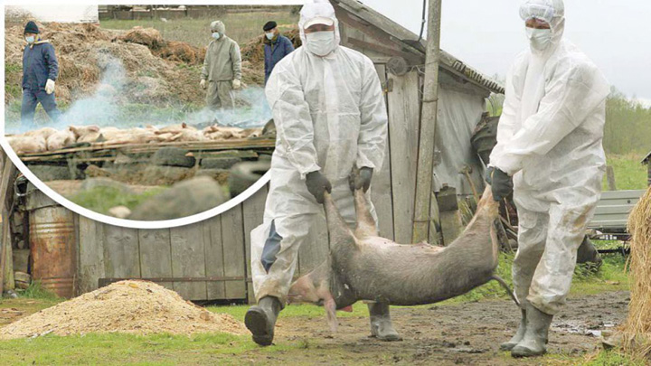 Mai mâncăm porc de Crăciun? Pesta porcină omoară animalele din curţile ţăranilor