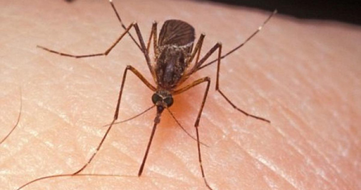 Virusul West Nile a invadat Europa