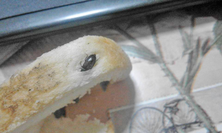 Pateuri cu insecte moarte pe rafturile unui supermarket