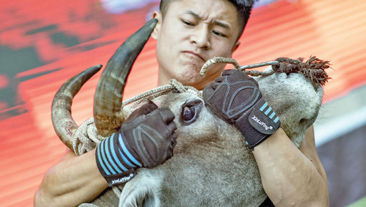 Maestrii kung-fu se bat cu taurii