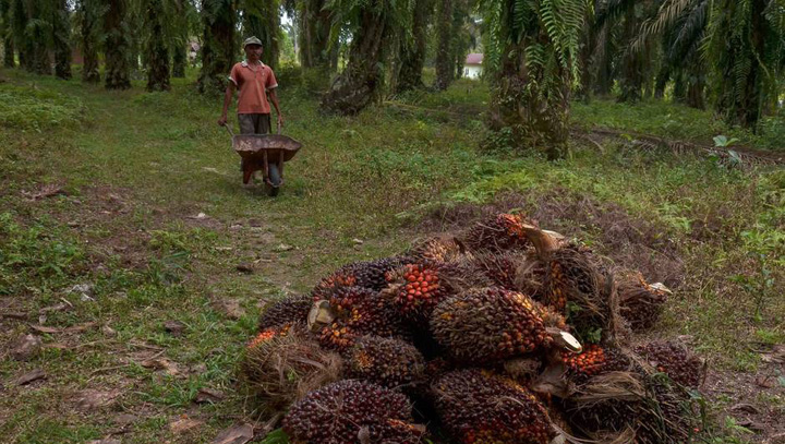 INDONESIA-MALAYSIA-EU-ENVIRONMENT-FOOD-AGRICULTURE - Ziarul National
