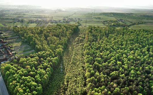A fost adoptat proiectul de lege cu privire la înființarea perdelelor forestiere de protecție