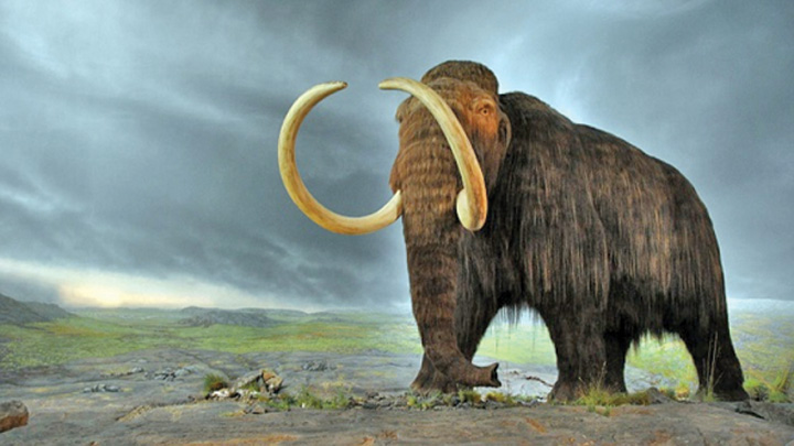 Japonezii vor sa cloneze un mamut blanos