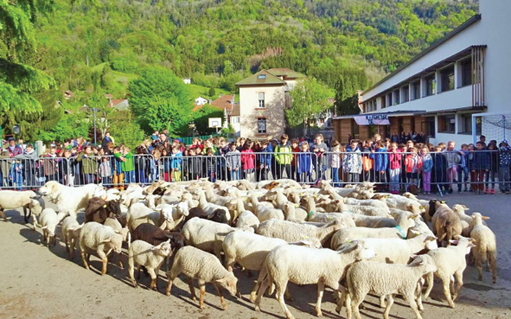 Francezii inscriu oi la scoala