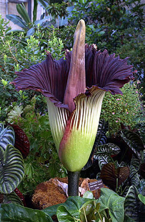 280px-Titan-arum1web - Ziarul National
