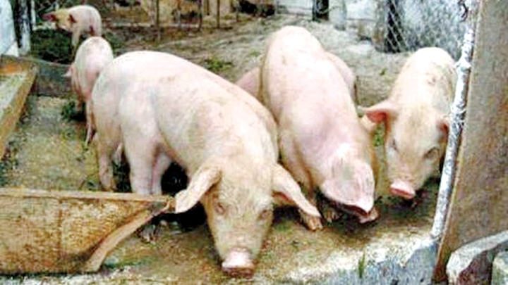 porci - Ziarul National