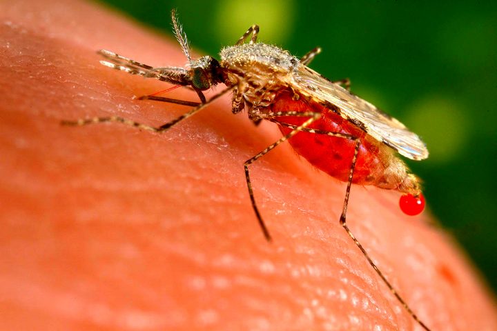 Primul caz de West Nile la Iași - Ziarul National