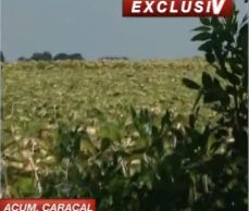 Se fac iar căutări în lanul de floarea soarelui din Olt
