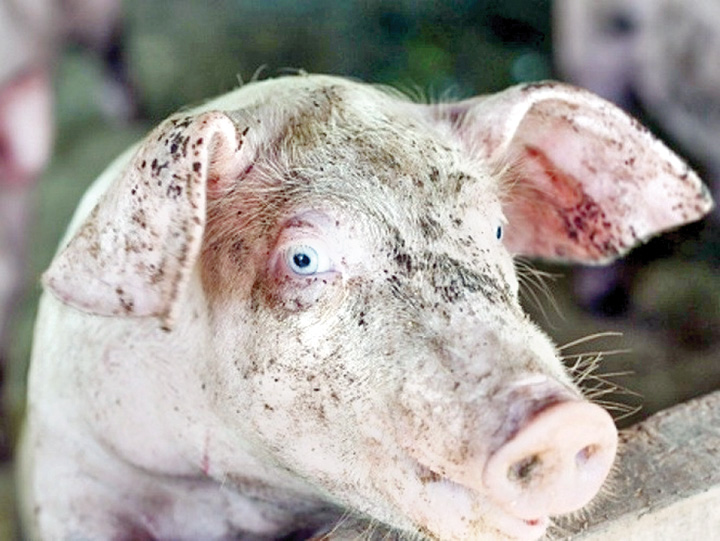 Pesta africană închide fermele de porci. Pe piață, doar carne din import