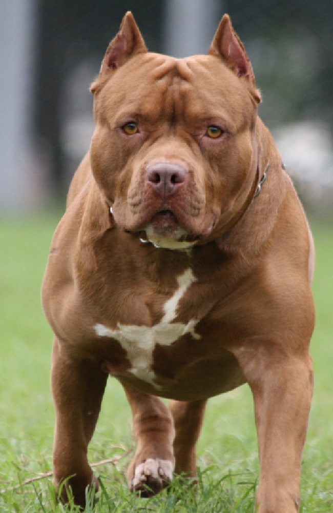 Violator castrat de un pitbull