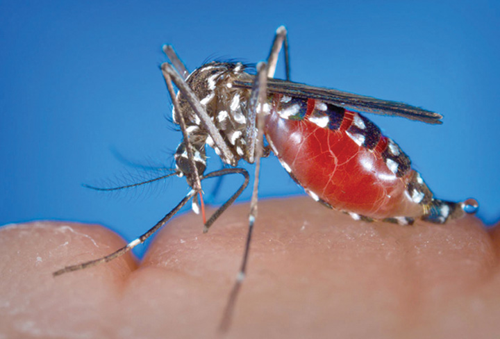 Noi cazuri de infecții generate de țânțari