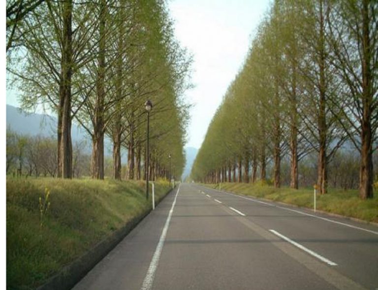 15 milioane de euro pentru reîmpădurirea României