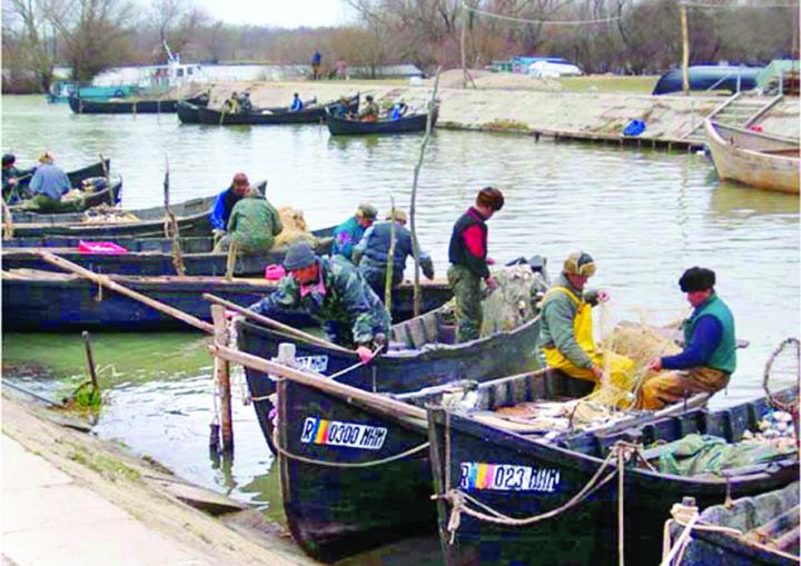 Peștele săracului se întoarce pe masa românilor