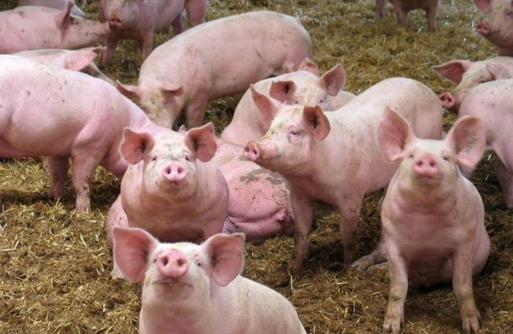 Spania, acuzată că a adus pesta porcină africană în România