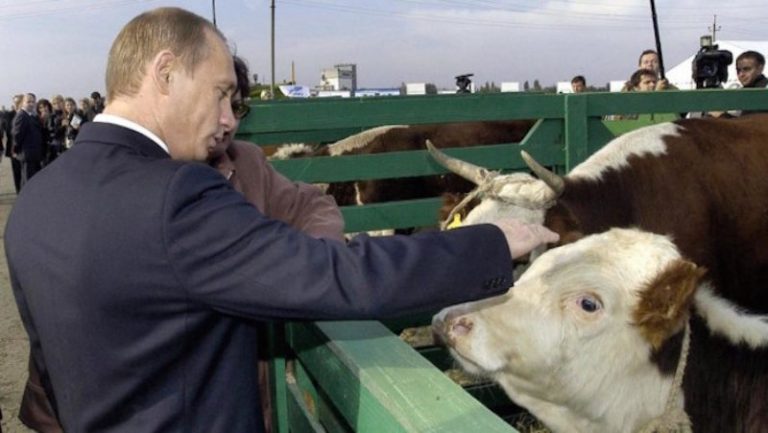 Putin, „văcarul” Kremlinului