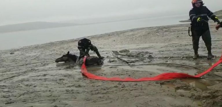 Cal afundat în mâl, salvat cu mult efort de pompieri (FOTO/VIDEO)
