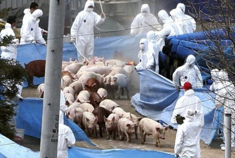Pesta porcină, gaură de un miliard de lei în industria cărnii
