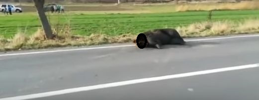 Urs lăsat să agonizeze pe marginea drumului, după un accident. Ce spune ministrul (VIDEO)