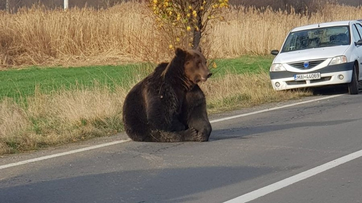 Urs lovit de o maşină, lăsat să agonizeze pe şosea