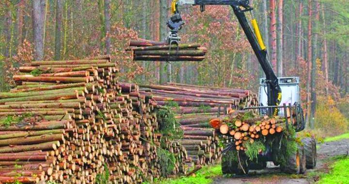 Tăierea pădurilor, un business de miliarde