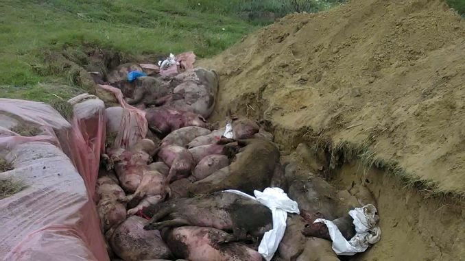 Pericol de gradul zero. Apele, infestate cu virusul pestei porcine