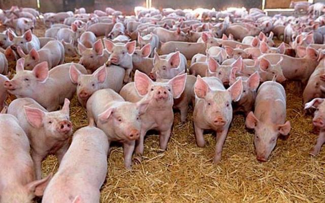 Lovitură năucitoare. Ministerul Agriculturii închide fermele de porci