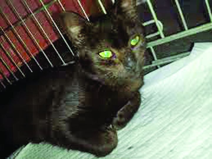 SIDA la animale