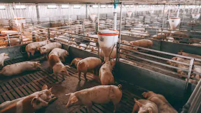 Mână criminală! Sabotaj la fermele de porci românești