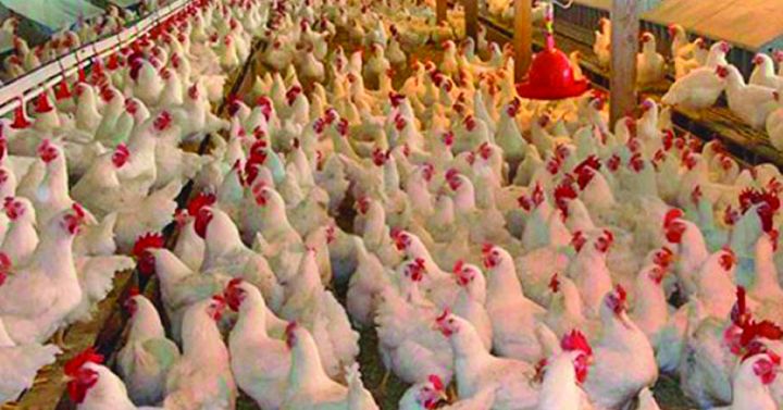 Străinii vor să cumpere pe nimic fermele de pui din România