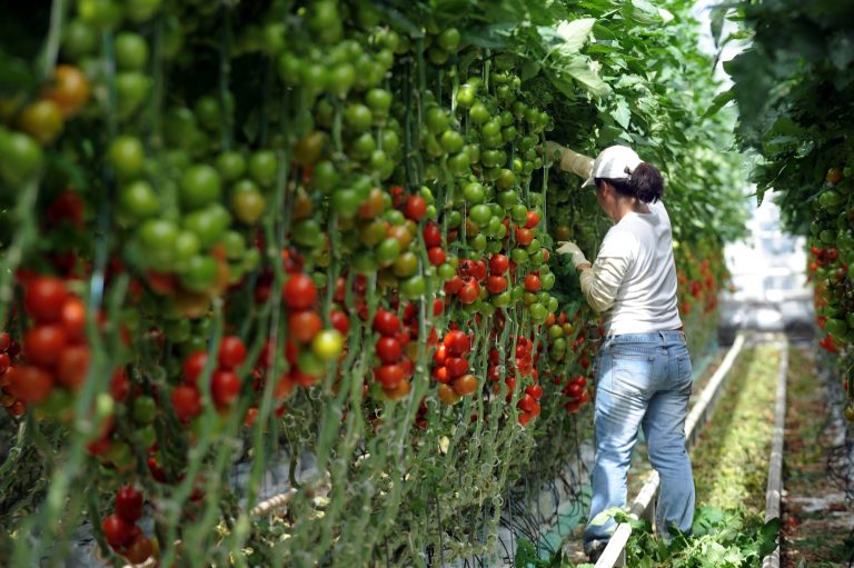 “Tomatovirus” în Franţa