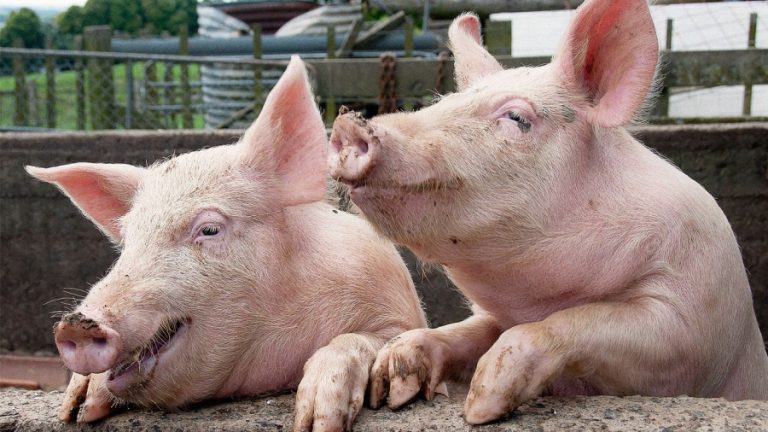 UE ne vrea vegetarieni