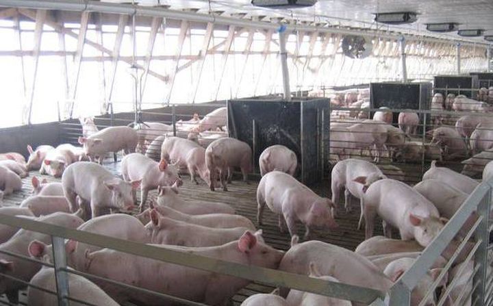porc - Ziarul National