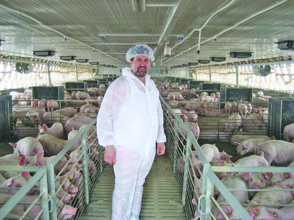 Paradox românesc: fermele de porci, mai dezinfectate decât spitalele