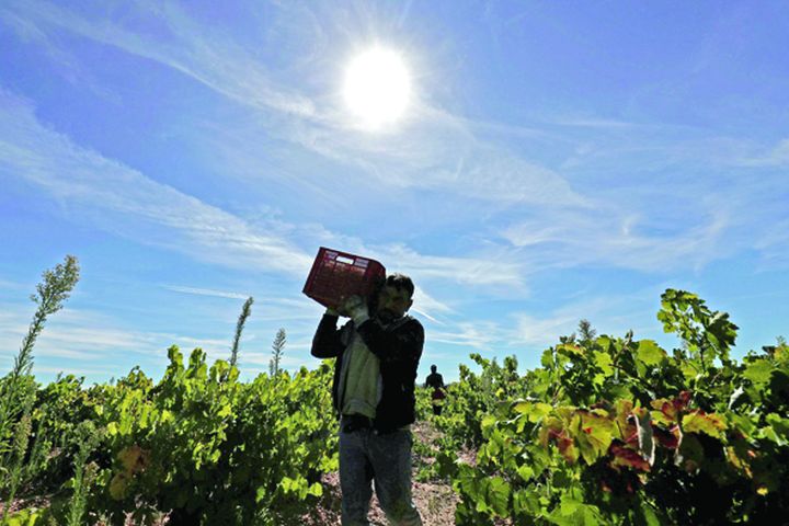 Agro-mafia preia sezonierii din Italia