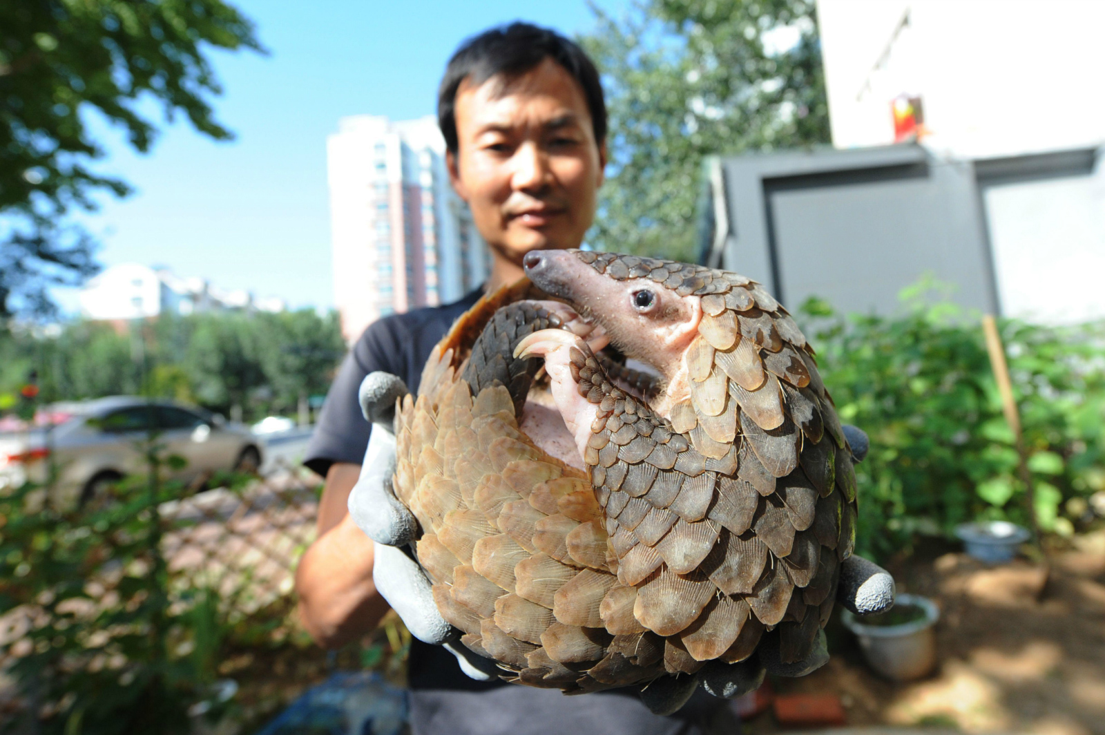 Pangolinul, cel mai traficat mamifer din lume