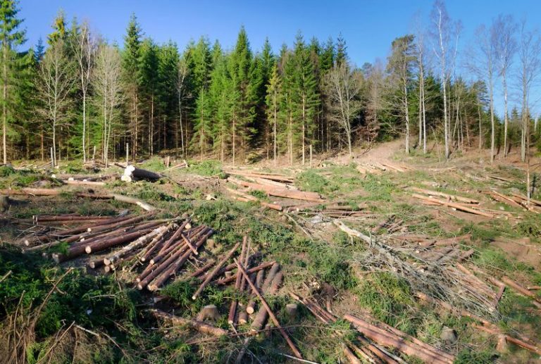 Jaf în pădurile din Alba. „Fachirul” pădurar care a făcut să dispară sute de arbori. Șocant cine păzește averea de la Romsilva