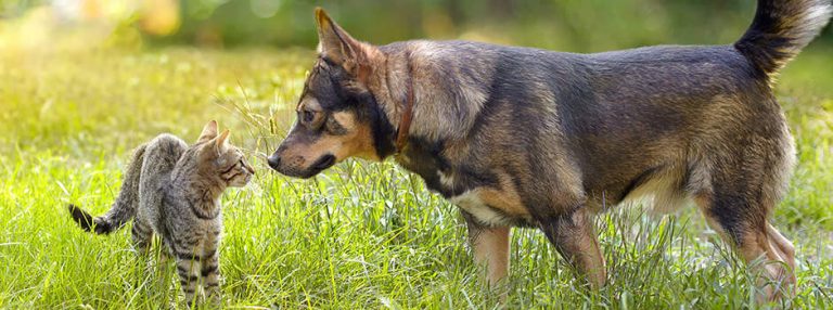 Descoperirea de care se teme întreaga omenire. Specialiștii italieni ne dau frisoane reci. „Virusul ucigaș circulă între oameni şi animale”
