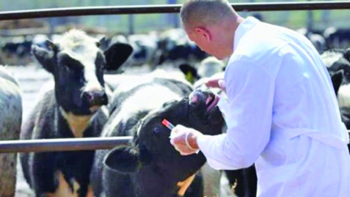 Luptă la baionetă pe Legea veterinarilor