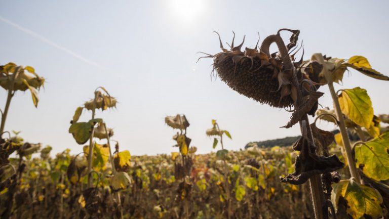 Despăgubiri pentru agricultorii afectați de secetă