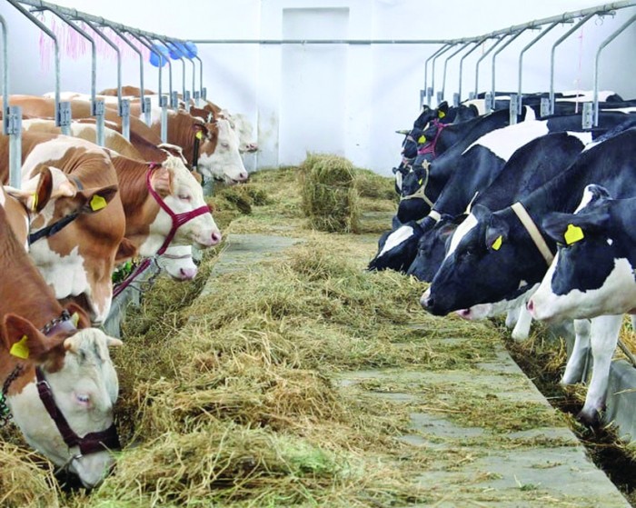 Ajutoare de stat pentru crescătorii de animale